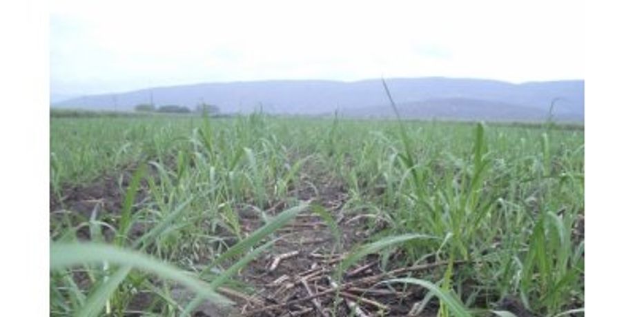Irrigation solutions for Sugar Cane crops - Agriculture - Crop Cultivation