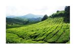 Irrigation solutions for Tea crops - Agriculture - Crop Cultivation