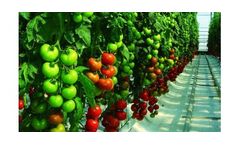 Irrigation solutions for Tomato crops