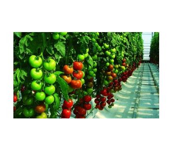 Irrigation solutions for Tomato crops - Agriculture - Crop Cultivation