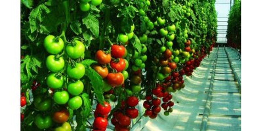 Irrigation solutions for Tomato crops - Agriculture - Crop Cultivation