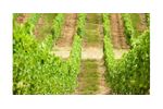 Irrigation solutions for Vineyard crops - Agriculture - Crop Cultivation
