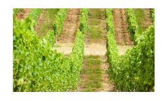 Irrigation solutions for Vineyard crops