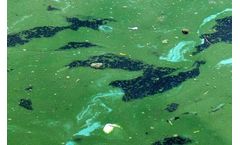 Harmful algal blooms on the rise