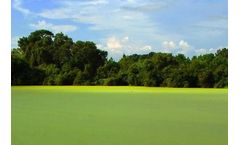 Florida algal bloom crisis: Why the blooms in Florida are more dangerous than you think