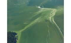 New research links algae blooms to neurological issues