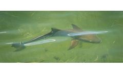 Study reveals toxic algae blooms poisoning bull sharks in the Indian River Lagoon