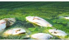 The Do-Nothing approach to algal blooms
