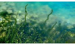 The Future of Chemical-Free Algae Solutions for Recreational Lakes