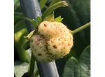 Autumn Strawberry Update:  the chances of botrytis and rots developing on the fruits have increased due to weather