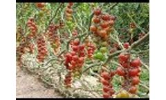 Israel Agriculture Technology: Desert Agriculture Technology in Israel - Video