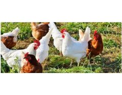 Newcastle disease in Poultry | Coming to the Uk?