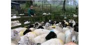 Sheep & EWE Incinerators