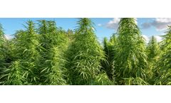 Industrial process solutions for hemp oil extraction sector