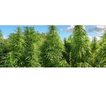 Industrial process solutions for hemp oil extraction sector - Agriculture