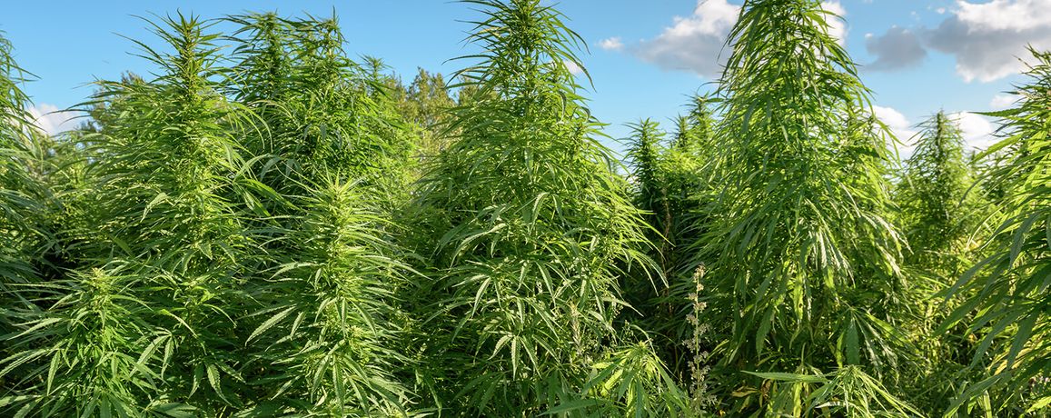 Industrial process solutions for hemp oil extraction sector - Agriculture