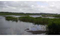 Wetland Restoration Services