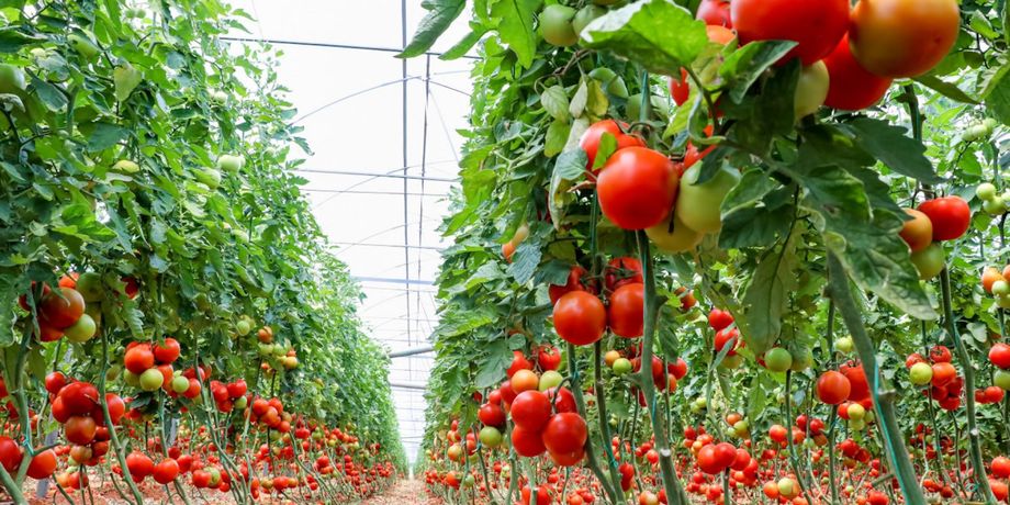 Fully-automated gas chromatographs solutions for greenhouse applications sector - Agriculture - Horticulture