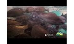 PondToss Fish, Bundaberg QLD Australia - Video