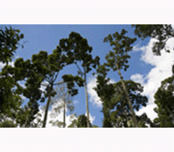 Global forest monitoring to help mitigate climate change