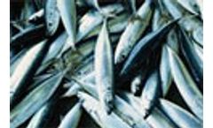 European Commission sets out ecosystem approach to fisheries management