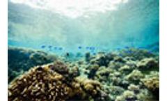 US$63m to help preserve Asia`s coral triangle