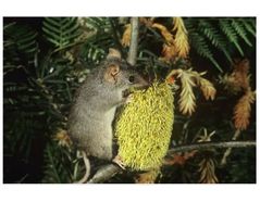 The Agile Antechinus plays a role in pollination of native species like the Banksia (photo: Jiri Lochman)