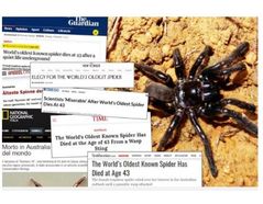 The death of trapdoor spider Number 16 made headlines around the world (photo of spider: Dr Leanda Denise Mason)