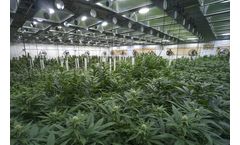 Roots to Recreation: Cannabis Legalization Promotes Grow Room Expansion