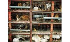 EC proposes clearer and more risk-proportionate rules for animal by-products