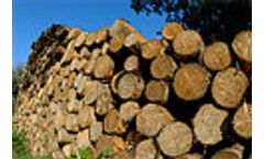 Environmental & industry groups commend new US ban on illegal wood imports