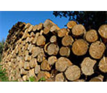 Environmental & industry groups commend new US ban on illegal wood imports