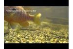 Longear Sunfish / Spawning Bed Video