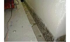 Mold Testing Services