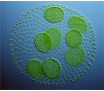 NREL researcher discusses revitalized algae program