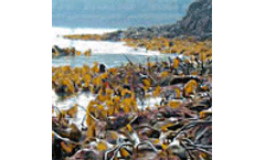 Scottish seaweed may help tackle climate change