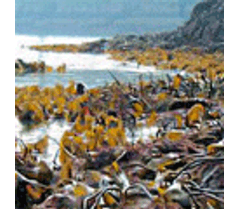 Scottish seaweed may help tackle climate change