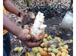 When climate and cocoa collide