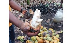 When climate and cocoa collide