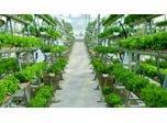 Back to the future: vertical farming