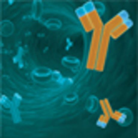 Model LOC647309 - Rabbit Polyclonal Antibody (C-Term)