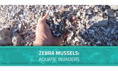 Zebra Mussels: Aquatic Invaders