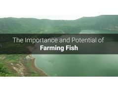The Importance and Potential of Farming Fish