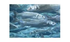 Water treatment solutions for aquaculture/ seafood farming industry