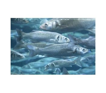 Water treatment solutions for aquaculture/ seafood farming industry - Agriculture - Aquaculture