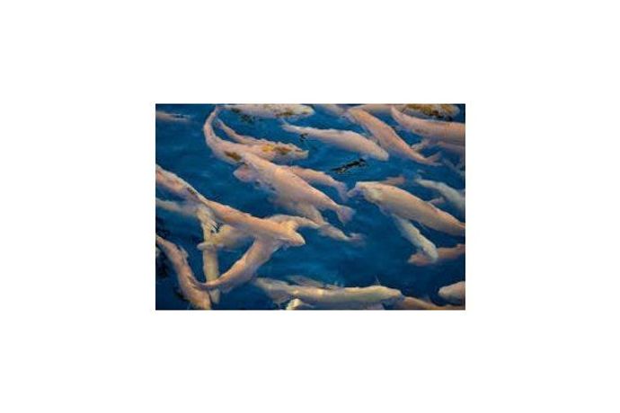 Water treatment solutions for aquaculture industry - Agriculture - Aquaculture