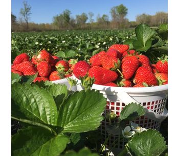 Power Z Grow liquid growth enhancer increases strawberry yield and nutrition