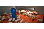 Sprintomat - Wet Feeder for Newly Weaned Pigs