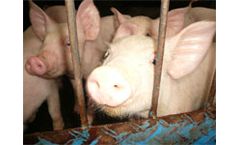 Scientists warn of livestock greenhouse gas boom