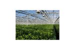 Chlorine Dioxide solutions for greenhouses industry - Agriculture - Horticulture